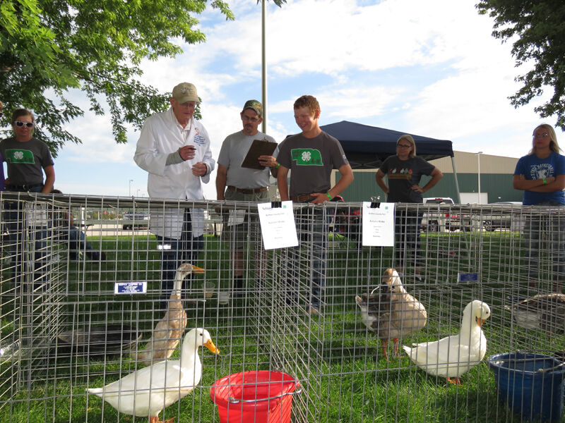 Poultry, judge art Reiber, Neola, Iowa, and Noah Summers, Gibbon